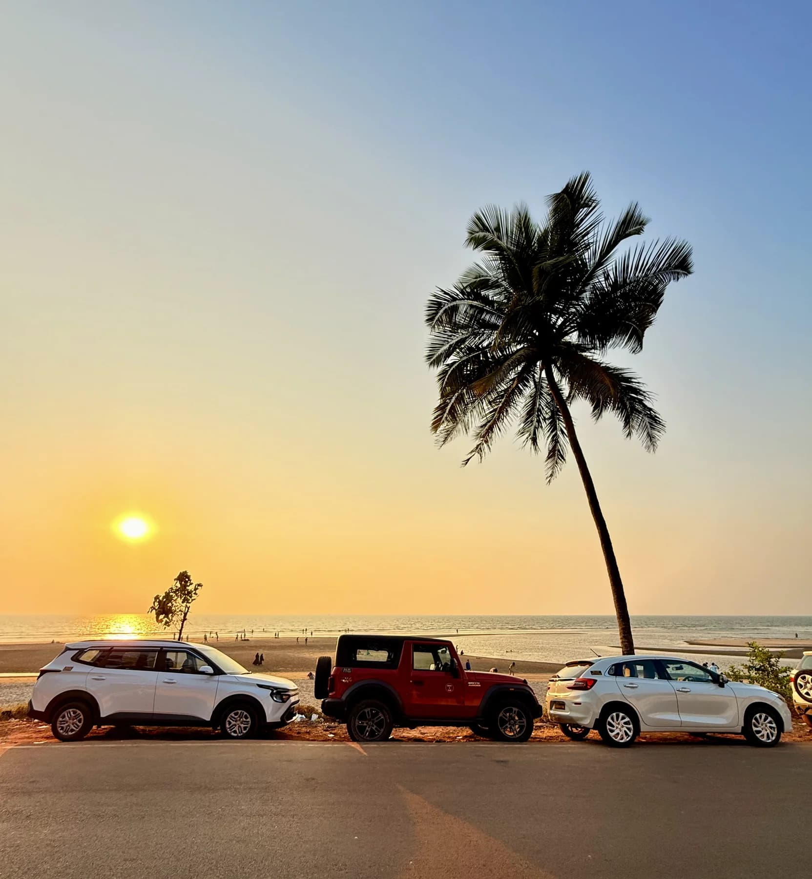 A palm tree above parked cars beside the sea at sunset